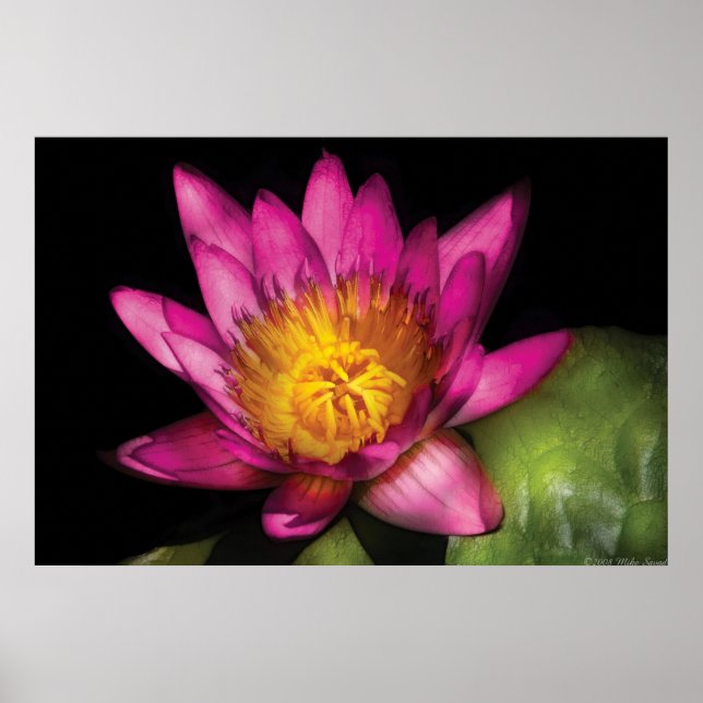 Lily - Nymphaea Ruby - Passion Poster (Framsidan)