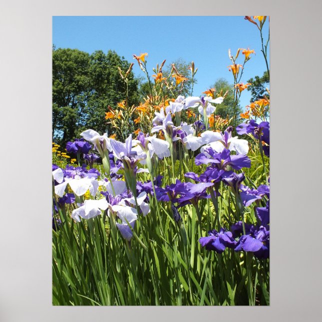 Lily och Iris Garden Poster (Framsidan)