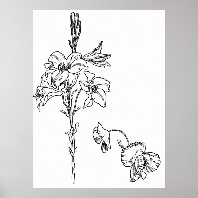 Lily och Poppy Flower Line Teckning Poster (Framsidan)