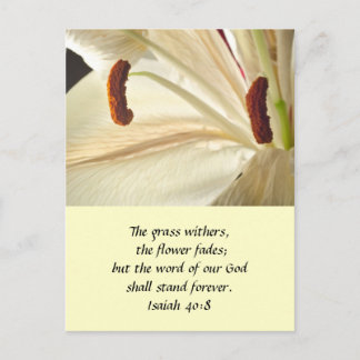 Lily of Light Vykort