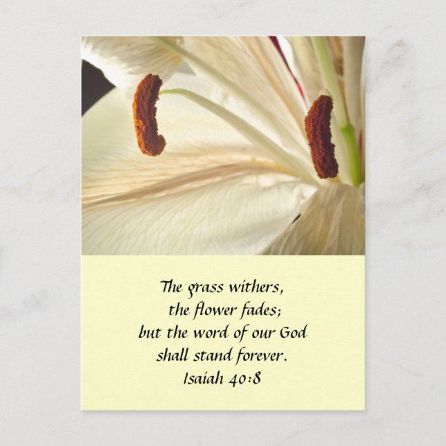 Lily of Light Vykort (Framsida)