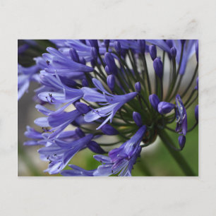 Lily of the Nile (Agapanthus sp.) Vykort