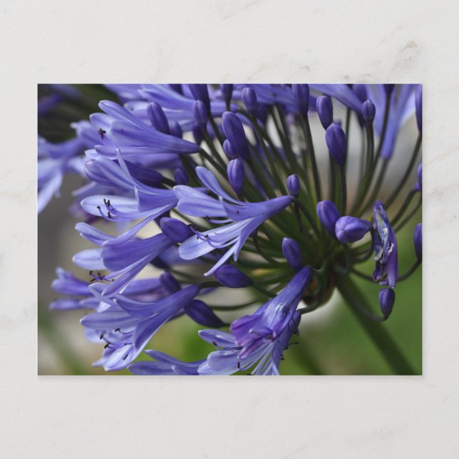 Lily of the Nile (Agapanthus sp.) Vykort (Framsida)