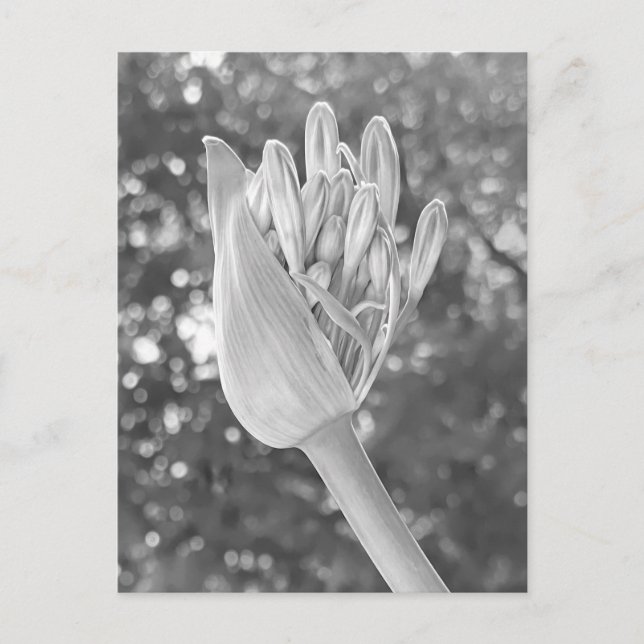 Lily of the Nile Close Up Black & White Vykort (Framsida)
