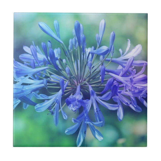 Lily of The Nile Kakelplatta (Framsidan)