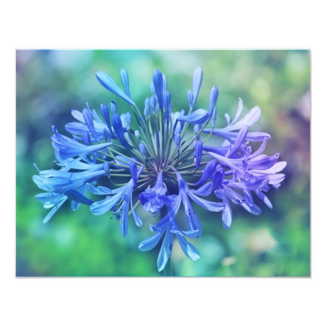 Lily of the Nile Photo EnUtvidgning Fototryck (Framsidan)