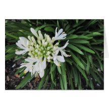 Lily of the Nile: Thinking of you