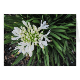 Lily of the Nile: Thinking of you Hälsningskort