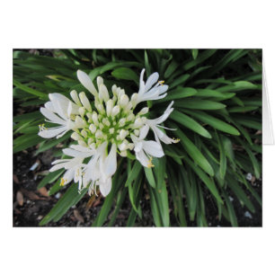 Lily of the Nile: Thinking of you Hälsningskort