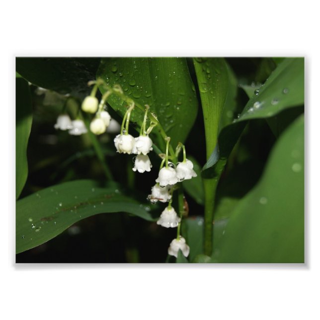Lily of the Valley 5x7 Photographic Print Fototryck (Framsidan)