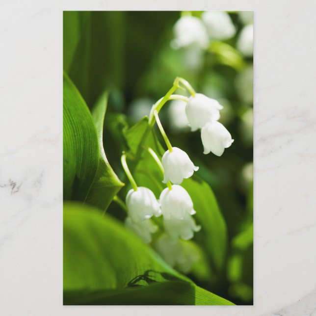 Lily of the valley-blomman flygblad (Framsidan)