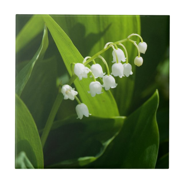 Lily of the valley-blomman kakelplatta (Framsidan)