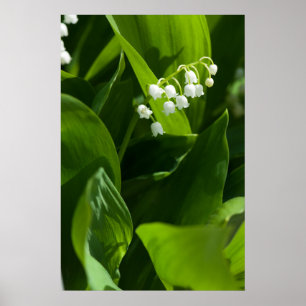 Lily of the valley-blomman poster