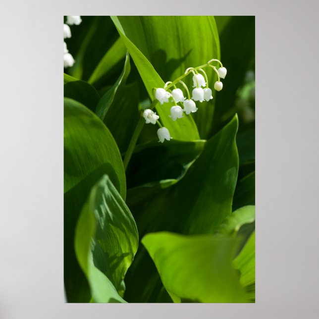 Lily of the valley-blomman poster (Framsidan)