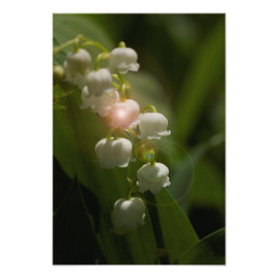 Lily of the Valley Blommigt Fototryck