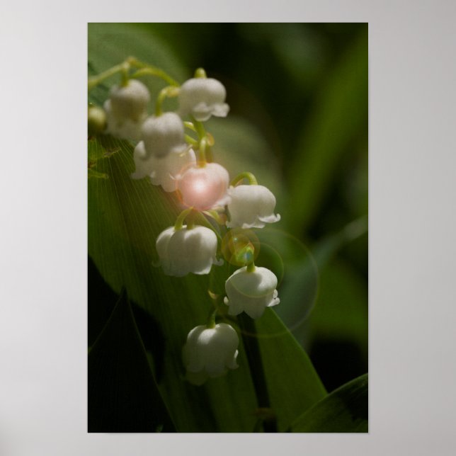 Lily of the Valley Blommigt Poster (Framsidan)