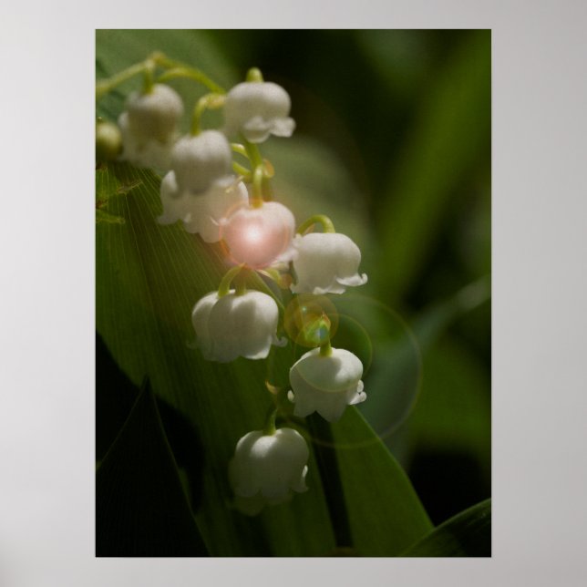 Lily of the Valley Blommigt Poster (Framsidan)