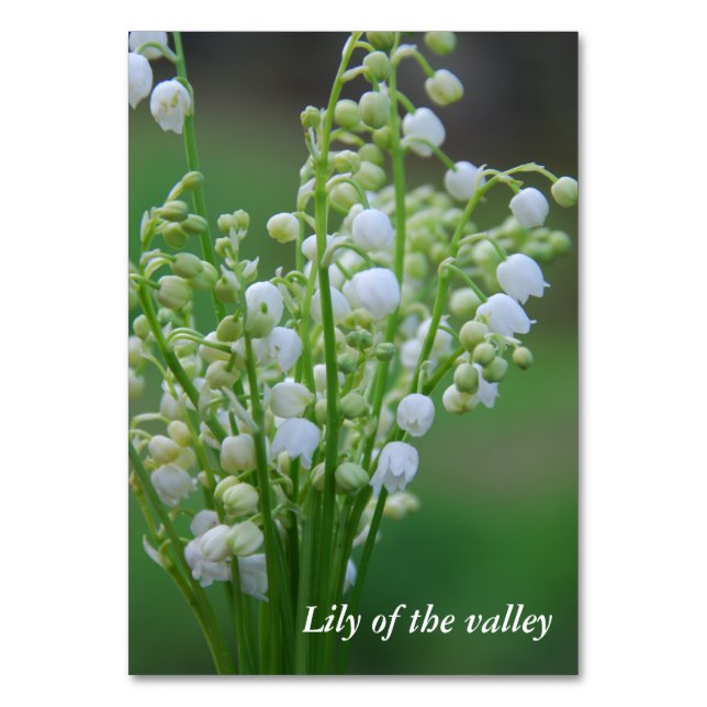 Lily of the valley bordsnummer (Framsidan)