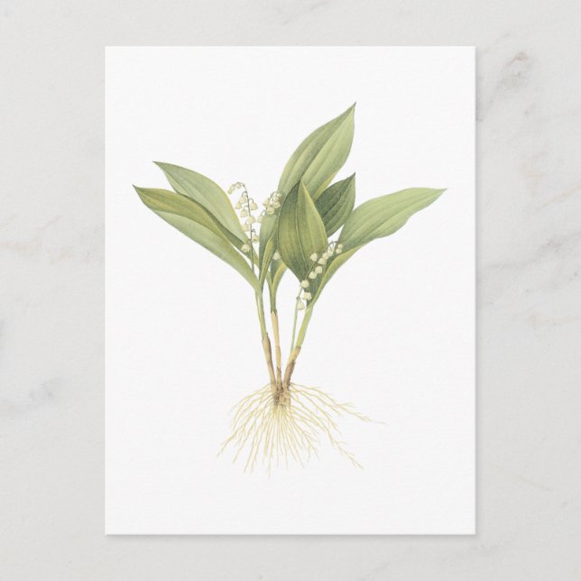 Lily-of-the-valley(Convallaria majalis) by Redouté Vykort (Framsida)