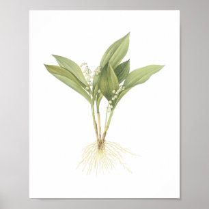 Lily-of-the-valley (Convallaria majalis) från Redo Poster