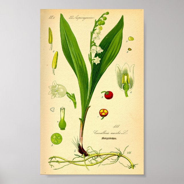 Lily of the Valley (Convallaria majalis) Poster (Framsidan)