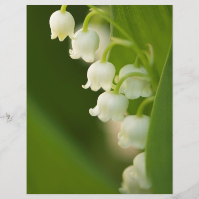 Lily of the Valley Flower (Framsida)
