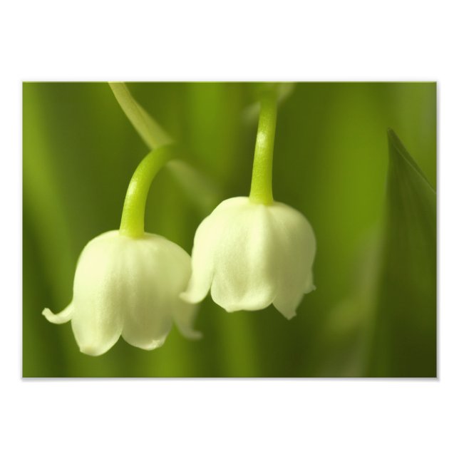 Lily of the Valley Flower Duo Fototryck (Framsidan)