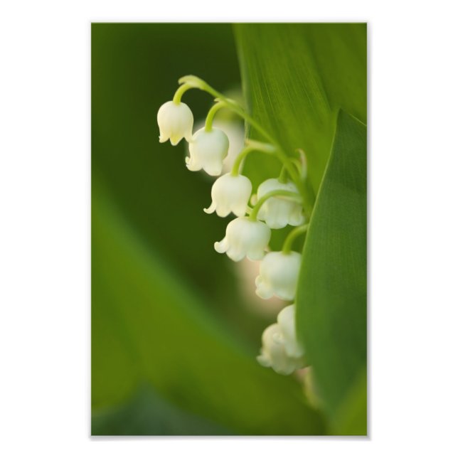 Lily of the Valley Flowers Fototryck (Framsidan)
