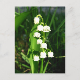 Lily of the Valley Flowers Vykort