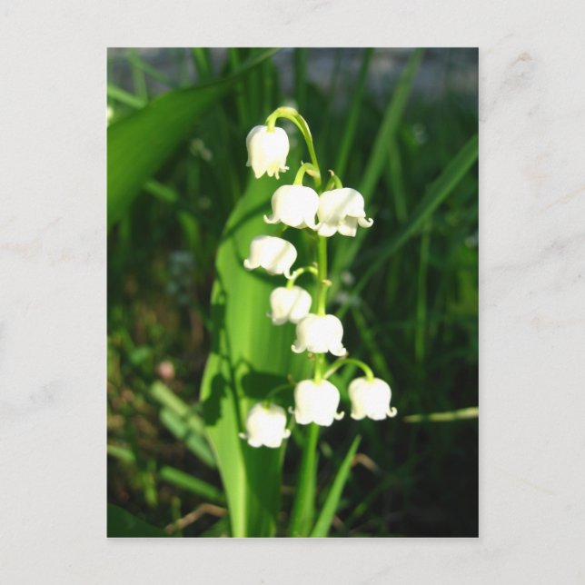 Lily of the Valley Flowers Vykort (Framsida)