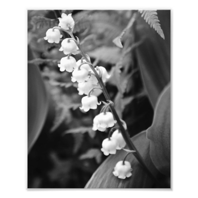 Lily of the Valley Fototryck (Framsidan)