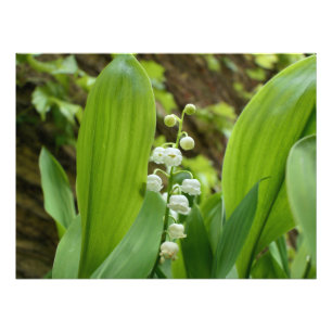 Lily of the Valley Fototryck