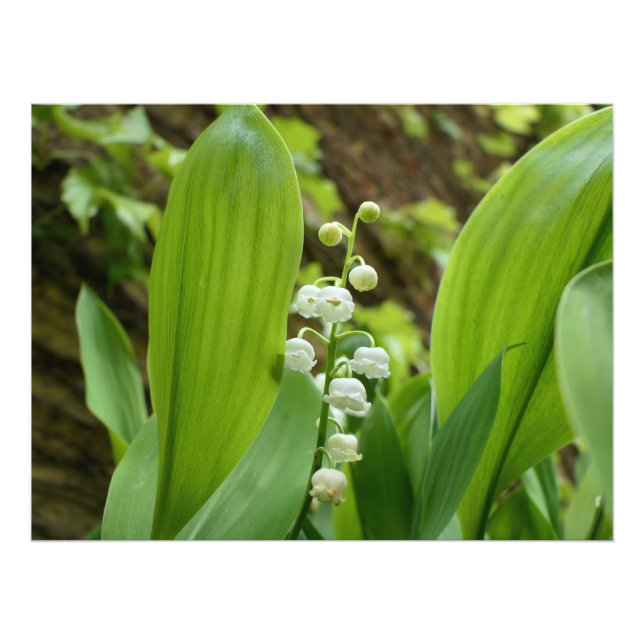 Lily of the Valley Fototryck (Framsidan)