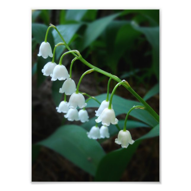 Lily of the valley fototryck (Framsidan)