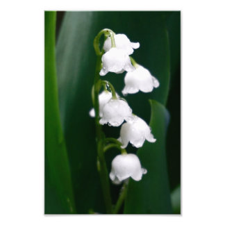 Lily of the Valley Fototryck