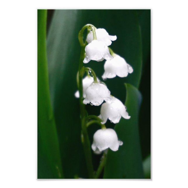 Lily of the Valley Fototryck (Framsidan)