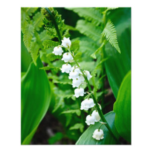 Lily of the Valley Fototryck