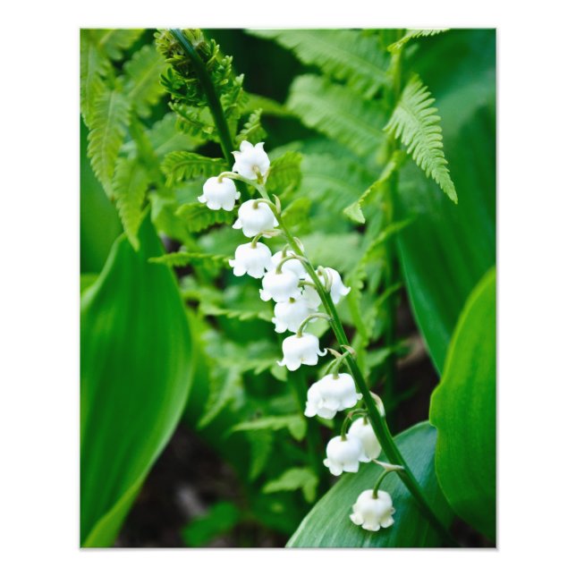 Lily of the Valley Fototryck (Framsidan)