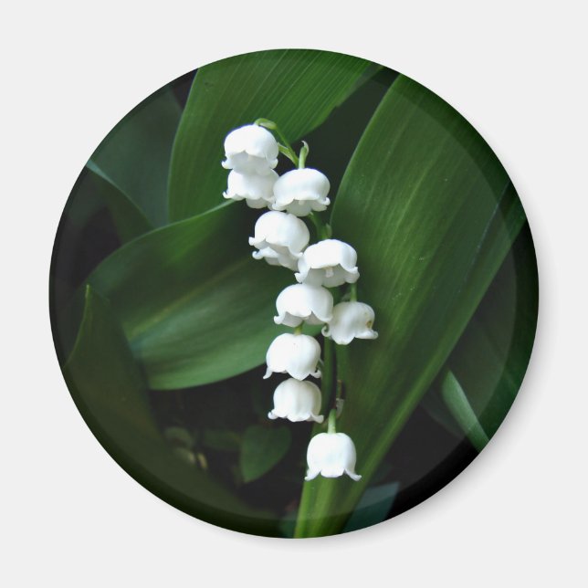 Lily of the Valley magnet (Framsidan)