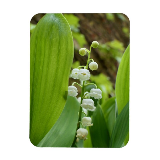 Lily of the Valley Magnet (Vertikal)