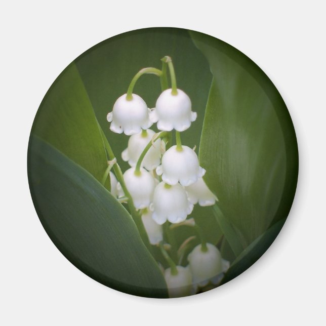 Lily-of-the_Valley Magnet (Framsidan)
