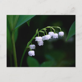 Lily of the Valley Postcard Vykort