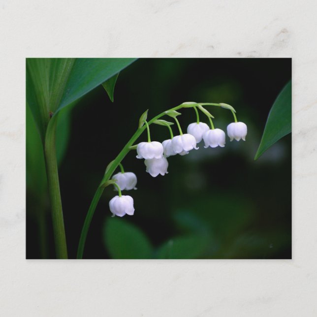 Lily of the Valley Postcard Vykort (Framsida)