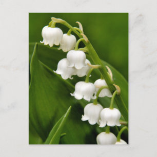 Lily of the Valley Postcard Vykort