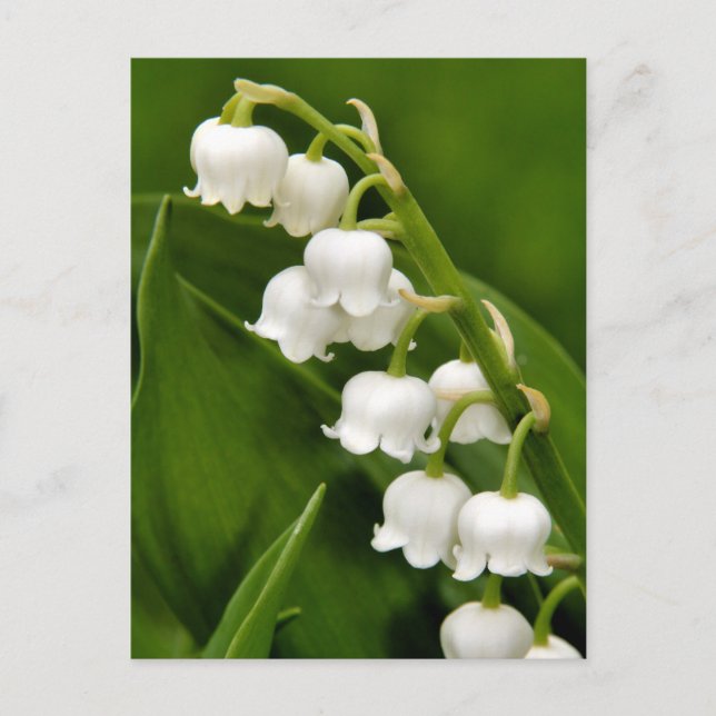 Lily of the Valley Postcard Vykort (Framsida)