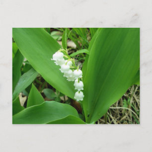 Lily of the Valley Postcard Vykort