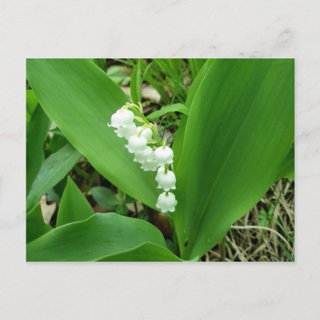 Lily of the Valley Postcard Vykort (Framsida)