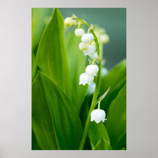 Lily of the Valley Poster (Framsidan)