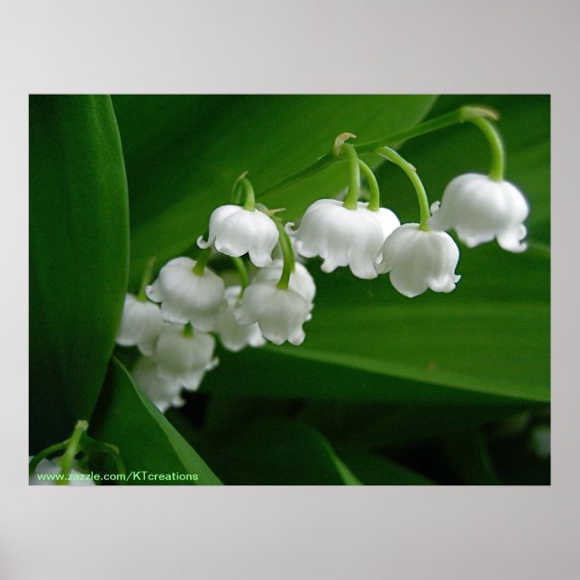 Lily of the Valley Poster (Framsidan)