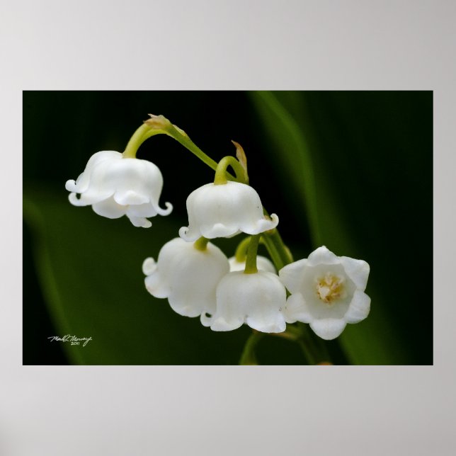 Lily of the Valley Poster (Framsidan)